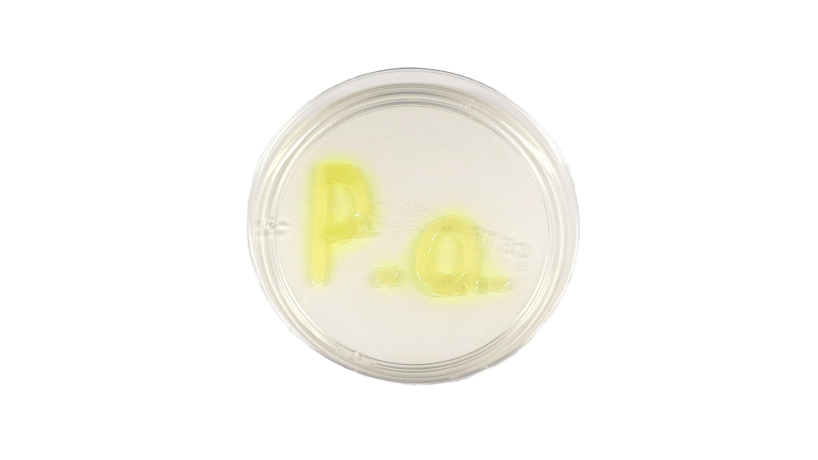 Petrischale mit gelbgrünen Kolonien von Pseudomonas aeruginosa, die den Schriftzug „P. a.“ bilden