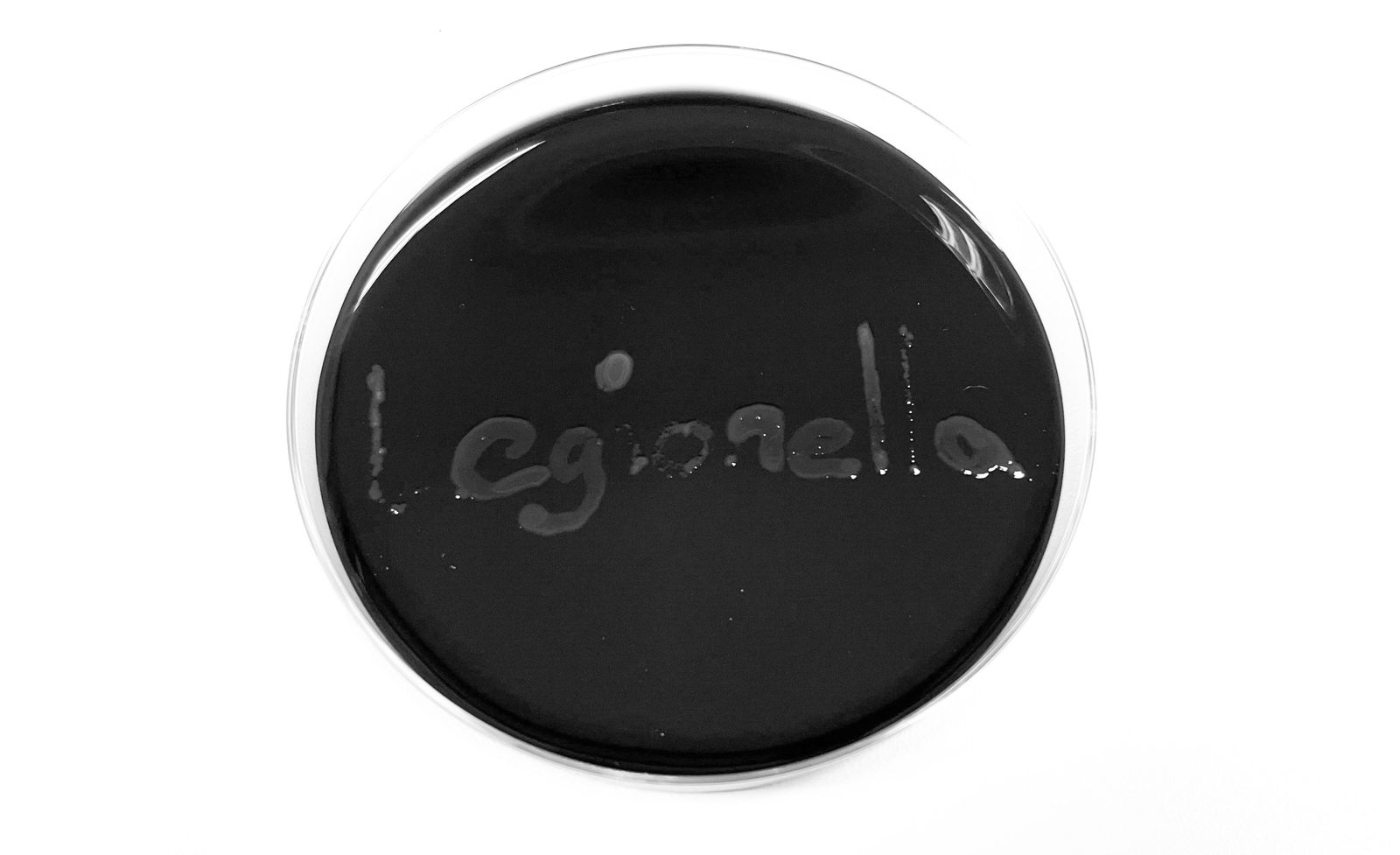 Petrischale mit Legionellen-Kolonien, die den Schriftzug „Legionella“ bilden