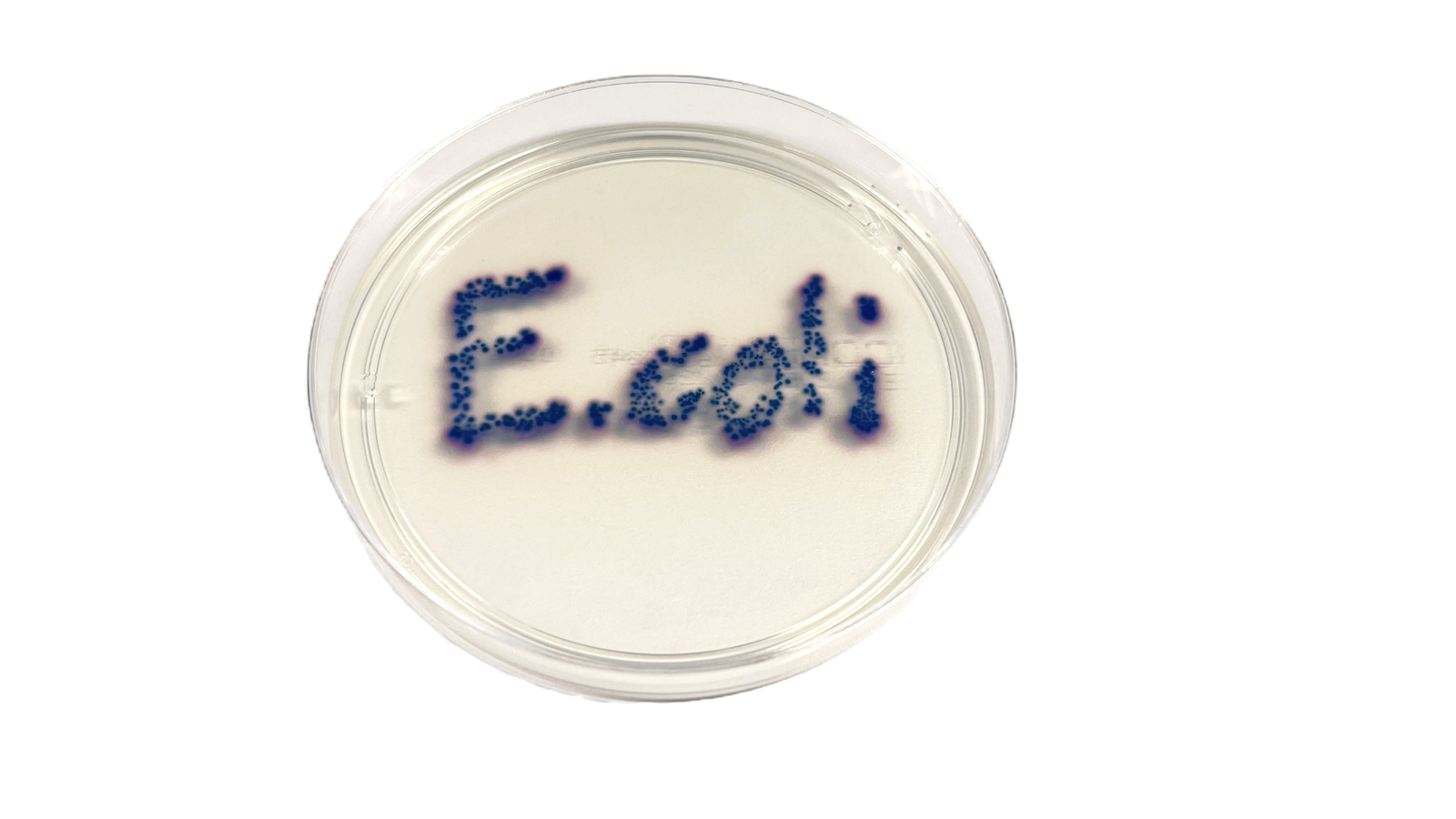 Petrischale mit blauen E.-coli-Kolonien, die den Schriftzug „E. coli“ bilden